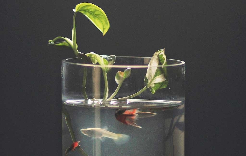 maintain high water quality