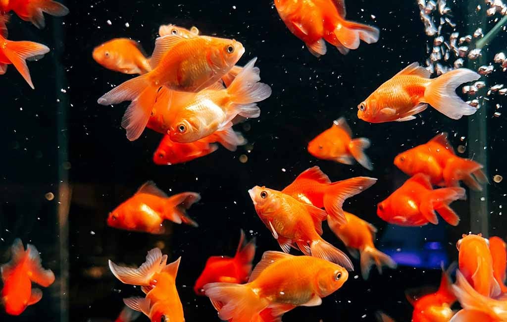 Test aquarium water 