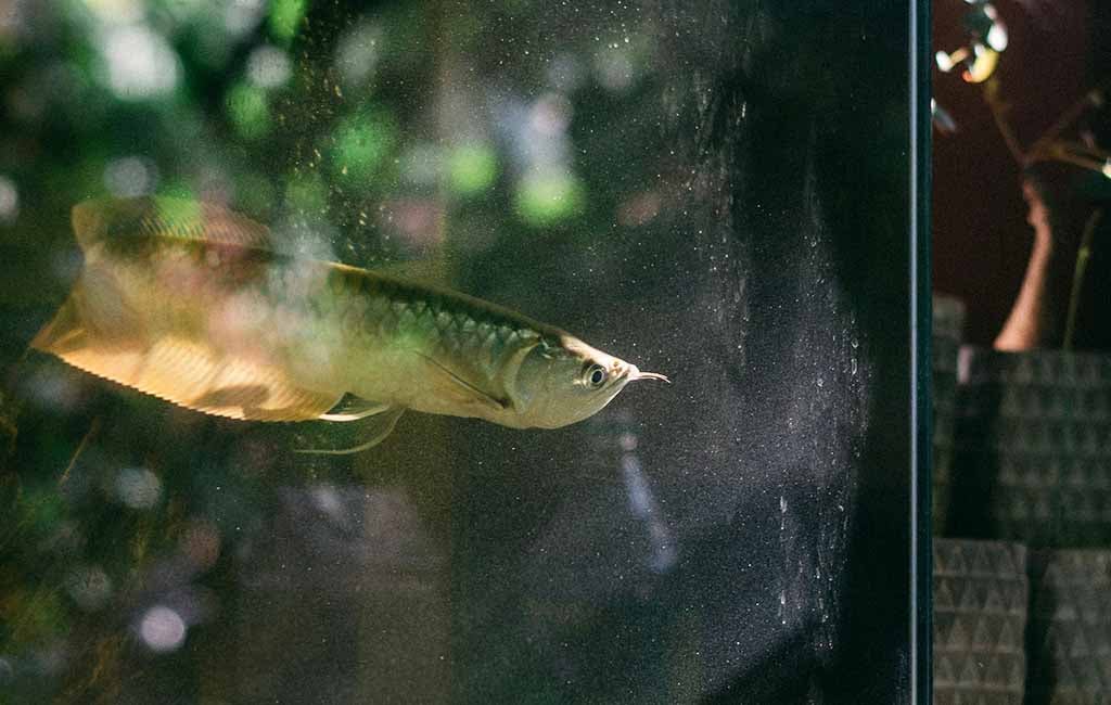 improve water quality