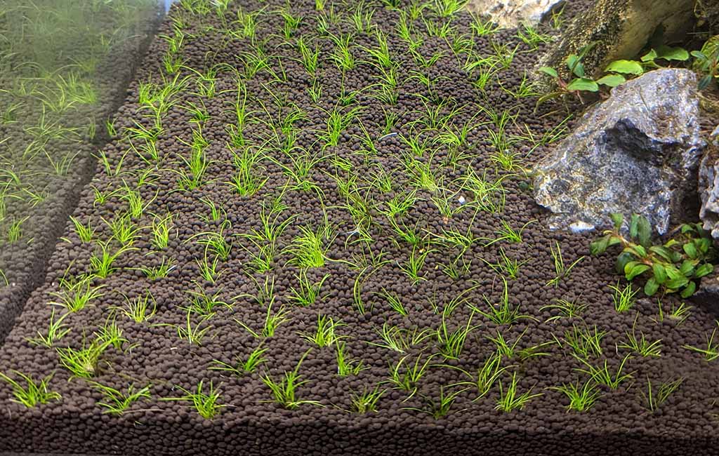 dwarf hairgrass