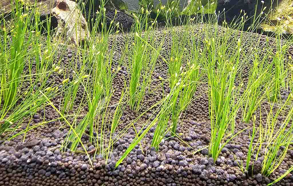 does dwarf hairgrass spread