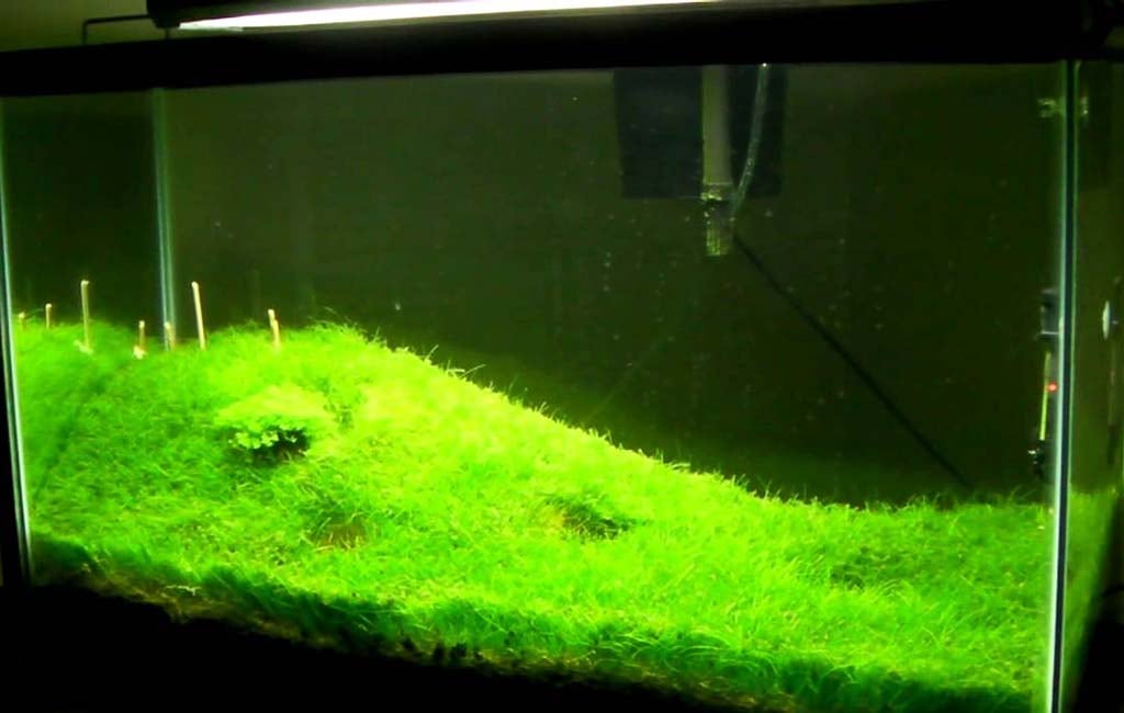 Plant Dwarf Hairgrass in Aquariums