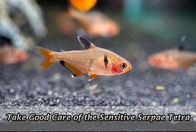 Take Good Care of the Sensitive Serpae Tetra