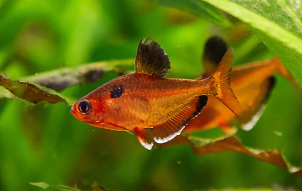 serpae tetra care