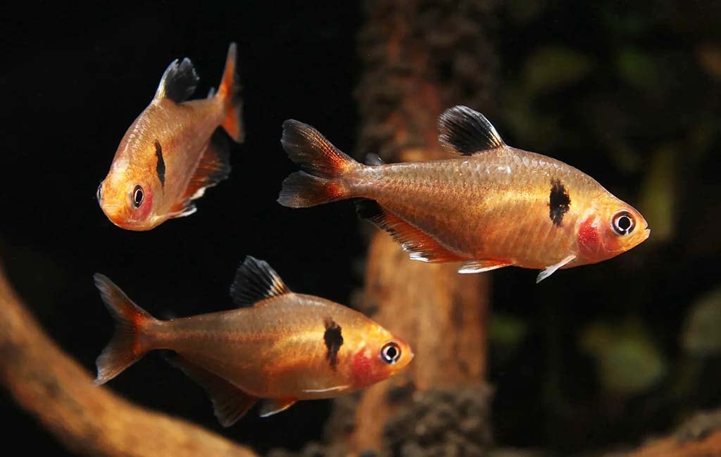 do serpae tetras eat shrimp