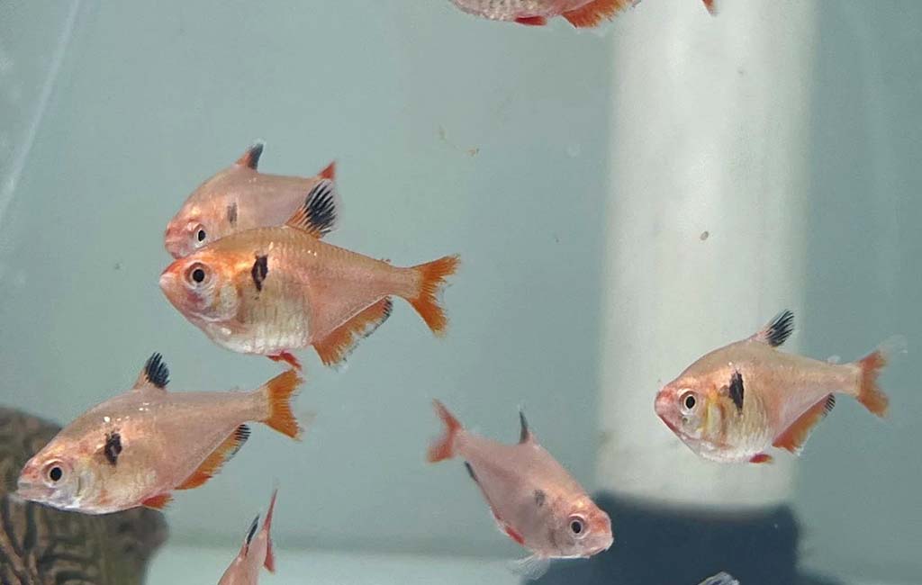 Tank Mates for Serpae Tetras