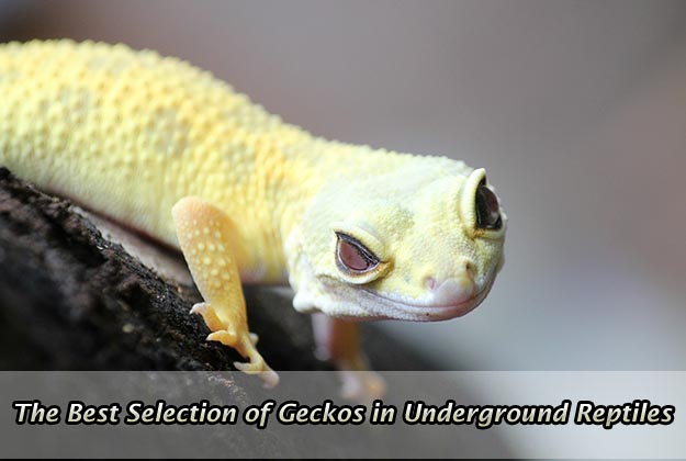 The Best Selection of Geckos in Underground Reptiles