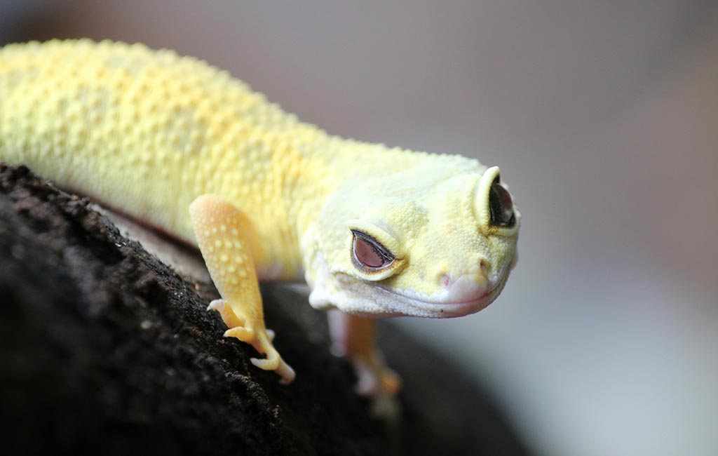 geckos