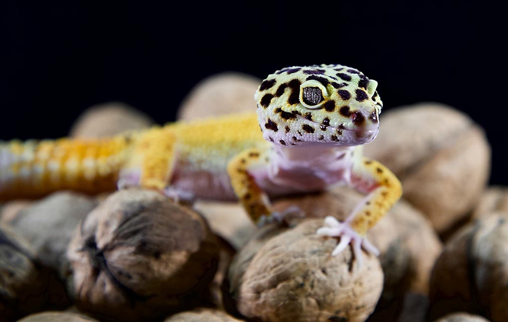 types of geckos