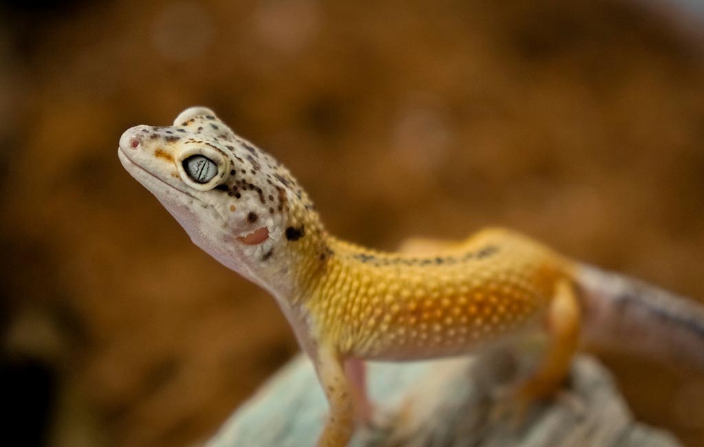 gecko enclosure