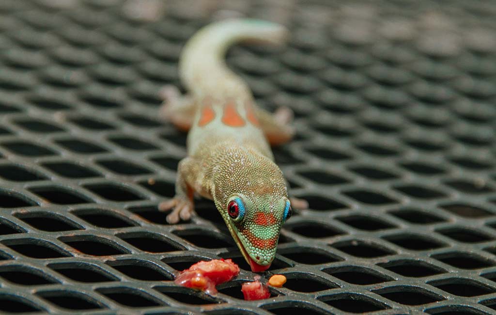 Best Gecko to Hold in Hand