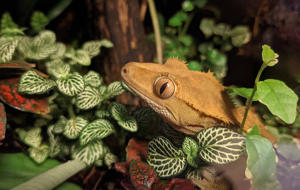 crested gecko lifespan