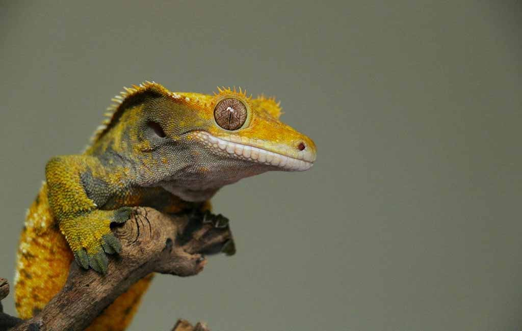 Crested Gecko Care Table