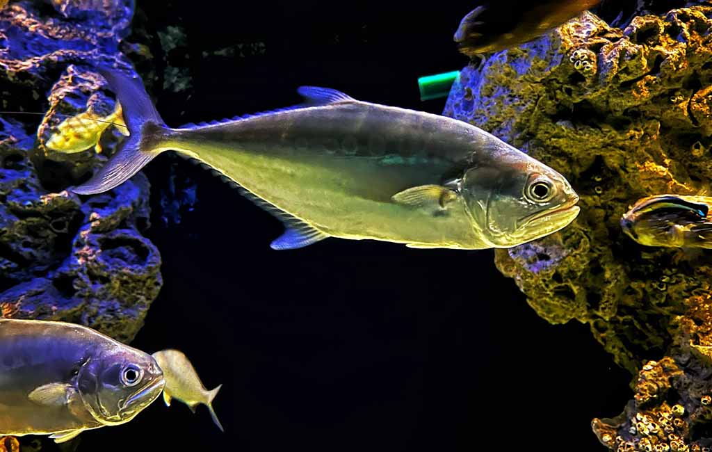 Aquarium slime disease