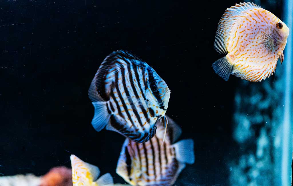 Aquarium slime disease cause