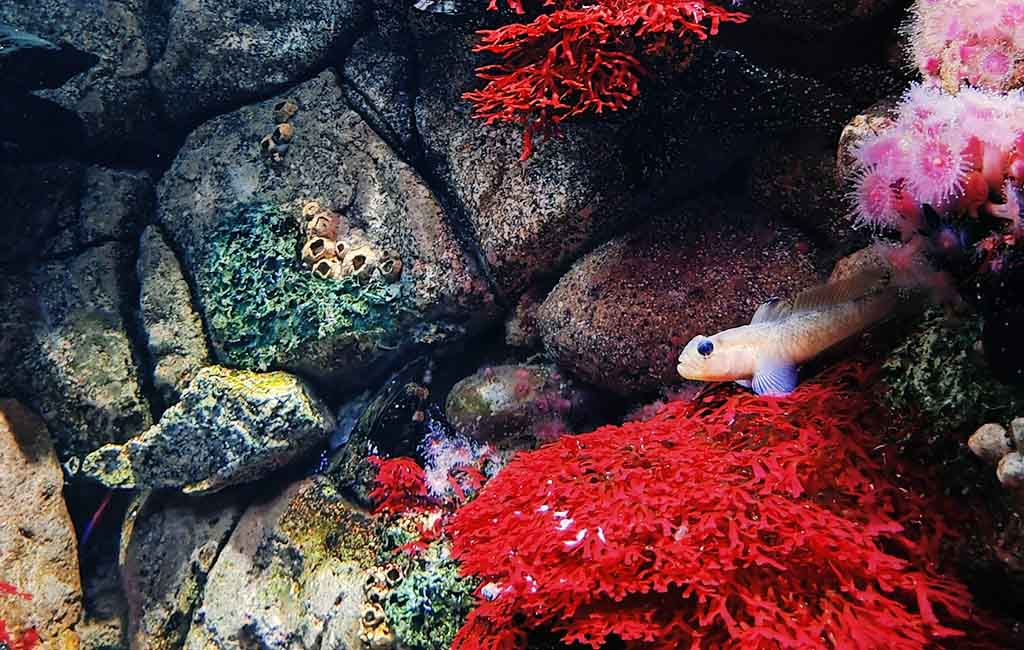 Prevent the Slime Disease