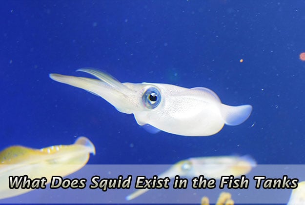 What Does Squid Exist in the Fish Tanks