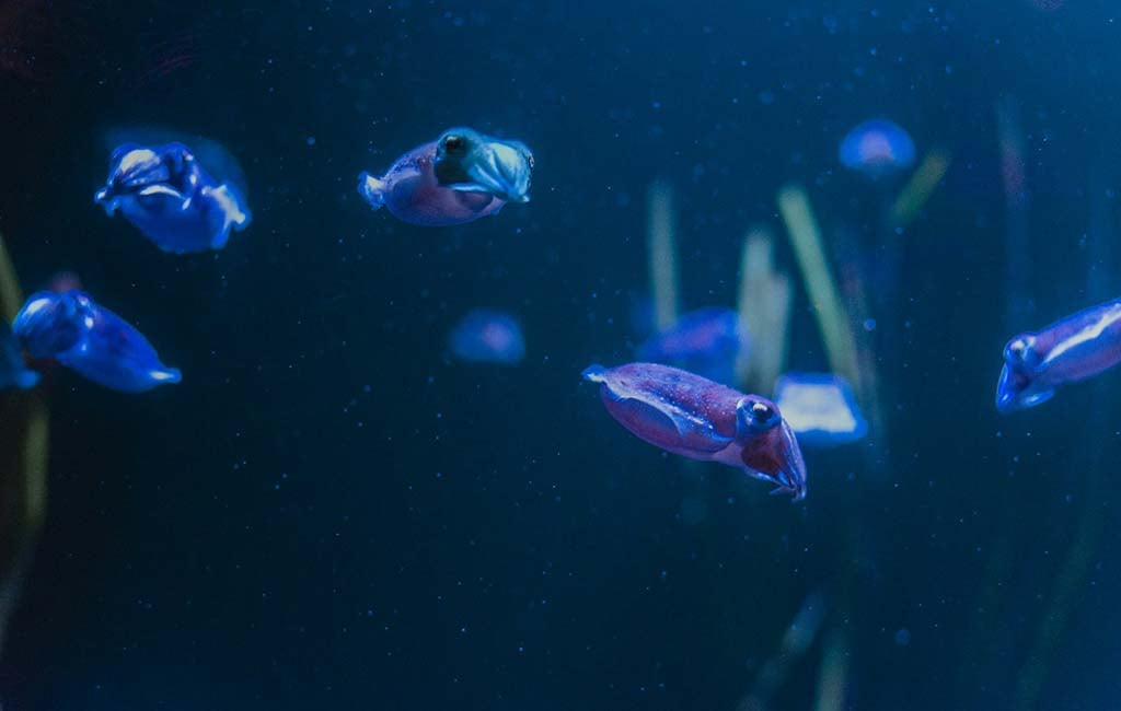 Bobtail Squid Group