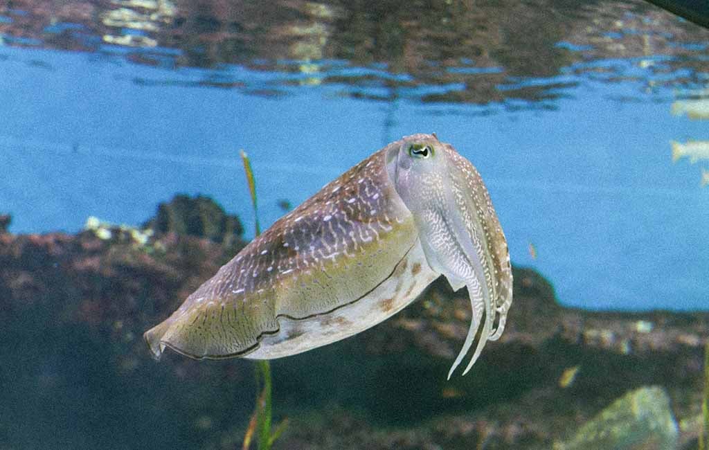 Mating Practices of Squid