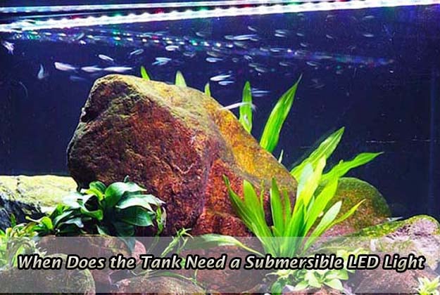 When Does the Tank Need a Submersible LED Light