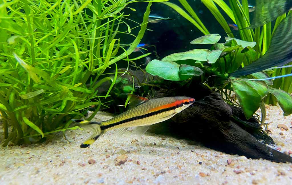 Using Submersible LED Lights