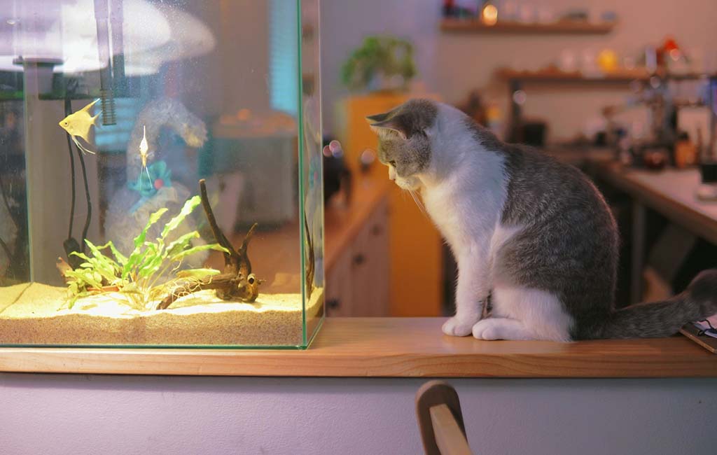 are submersible LED lights safe for fish