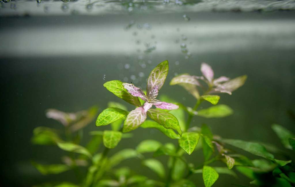 water conditioner in aquarium