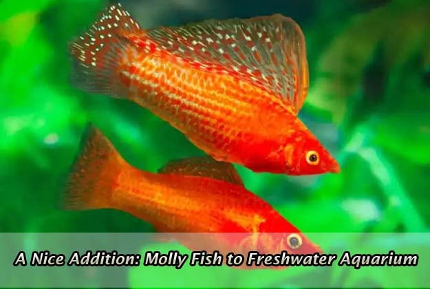A Nice Addition: Molly Fish to Freshwater Aquarium