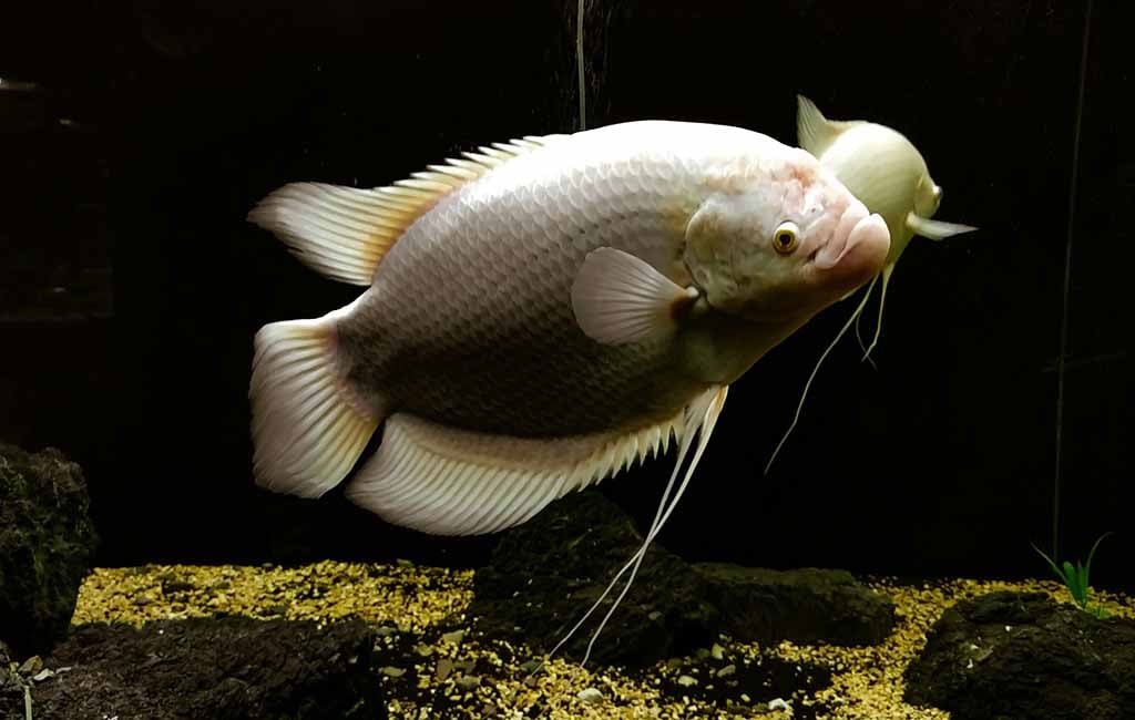 Extra Calcium Carbonate for fish tanks