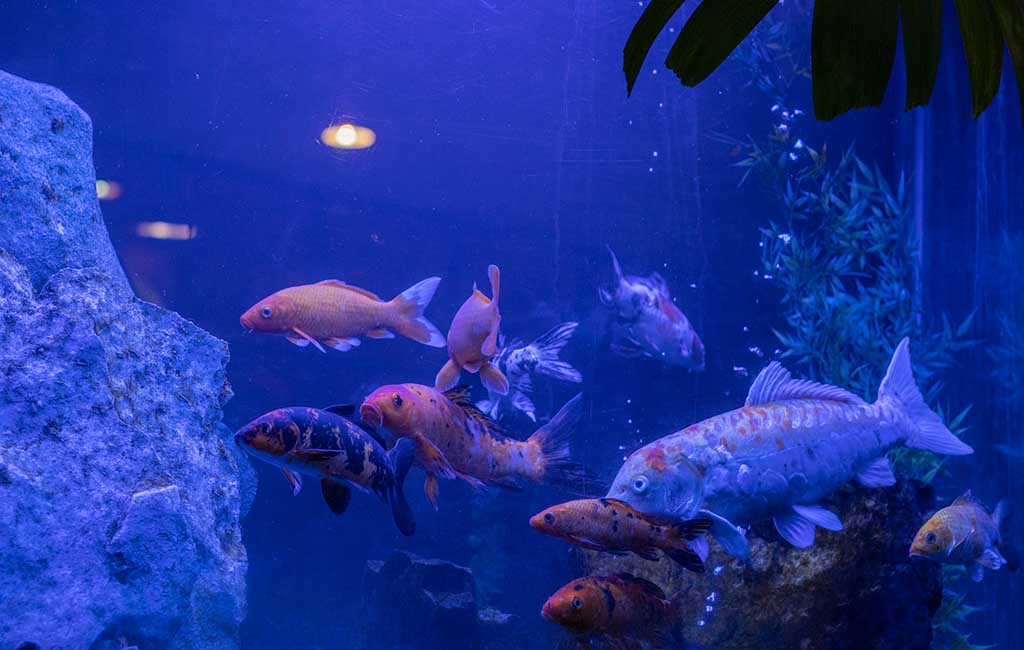 do your tank need a heat wave