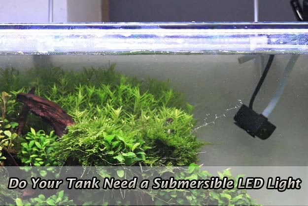 Do Your Tank Need a Submersible LED Light