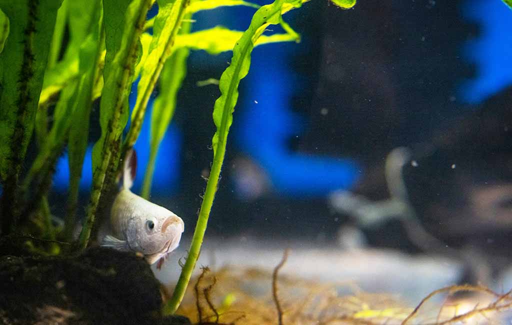 Does My Tank Need a Submersible LED Light