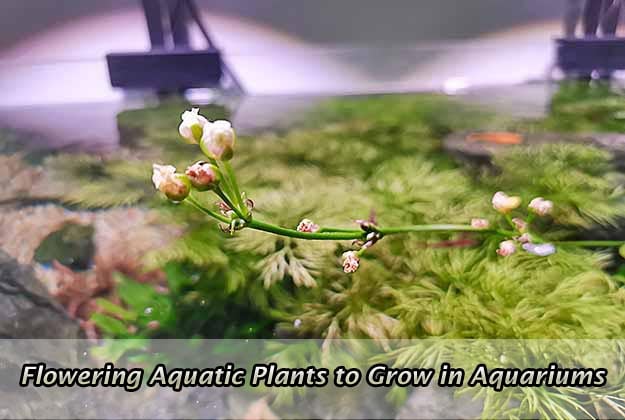 Flowering Aquatic Plants to Grow in Aquariums