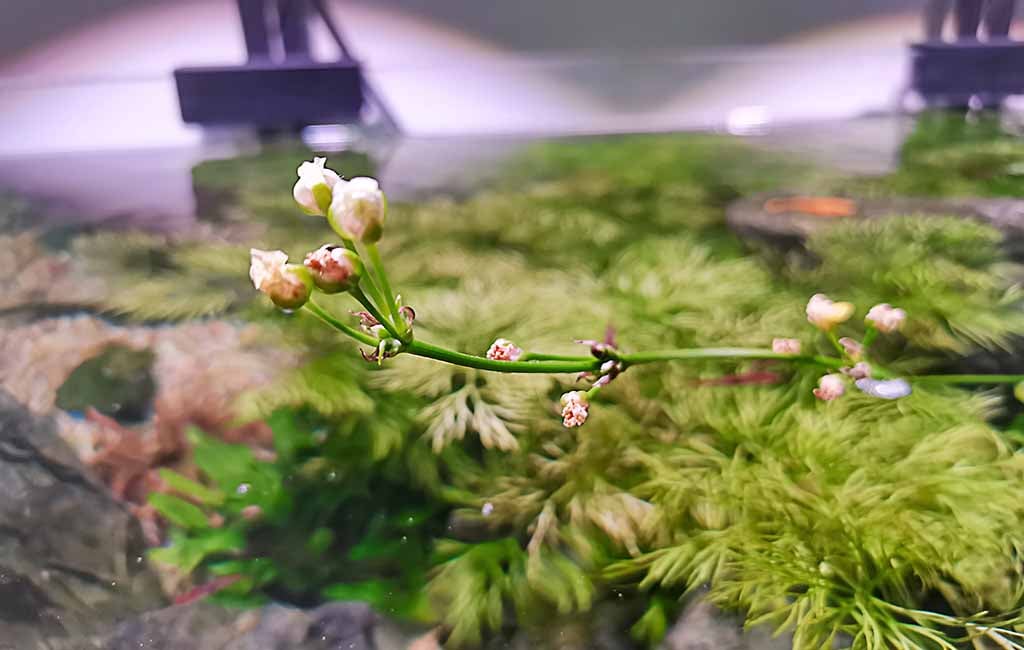 Flowering Aquatic Plants to Grow in Aquariums - hygger