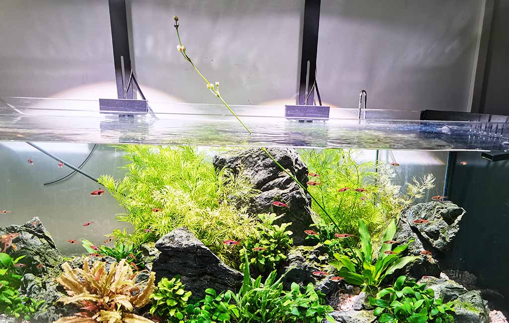 aquatic flowering plants