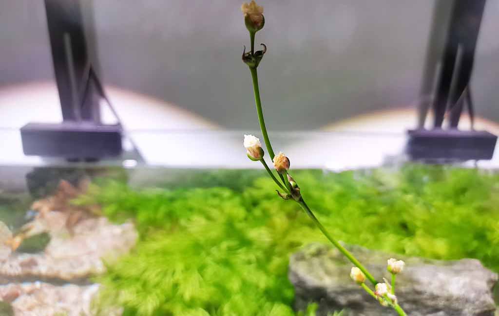 Why Do Aquatic Plants Have Flowers