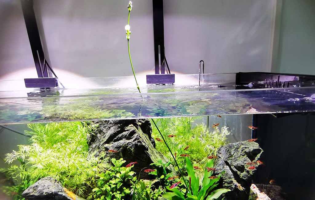 Exploring Flowering Aquatic Plants