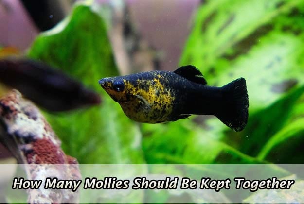 How Many Mollies Should Be Kept Together