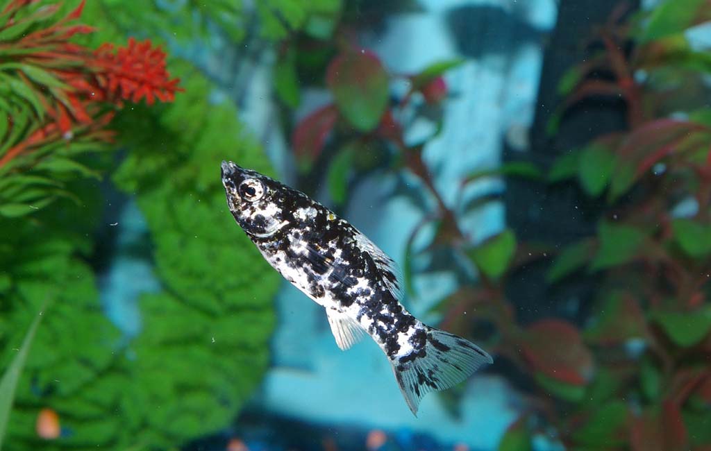 molly fish stocking ideas