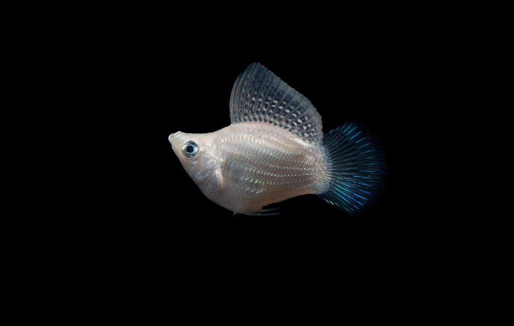 How Long Can Molly Fish Go Without Food