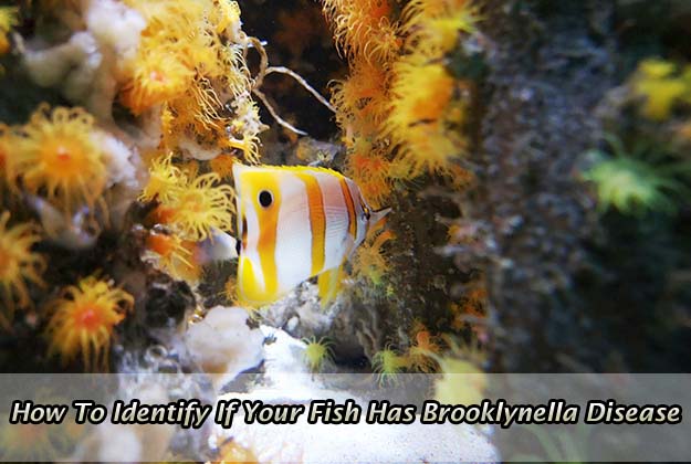 How To Identify If Your Fish Has Brooklynella Disease