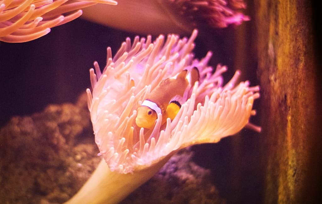 brooklynella clownfish