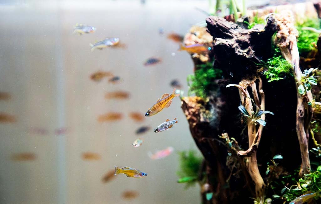 aquariums aerobic vs anaerobic