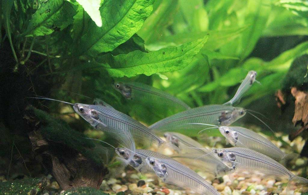 aquariums aerobic vs anaerobic