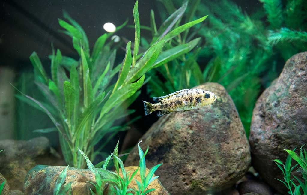 Prevent Anaerobic Pockets in Tanks