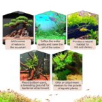 Coral driftwood for aquascape