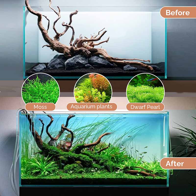 Coral driftwood for aquascaping