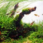 Aquarium decoration wood