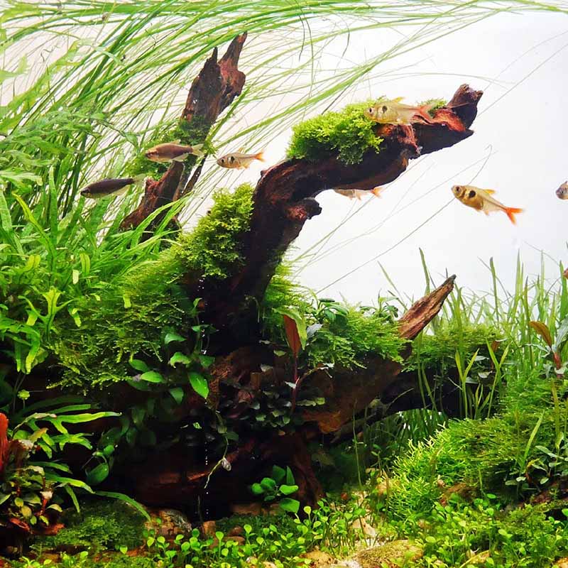 Aquarium decoration wood