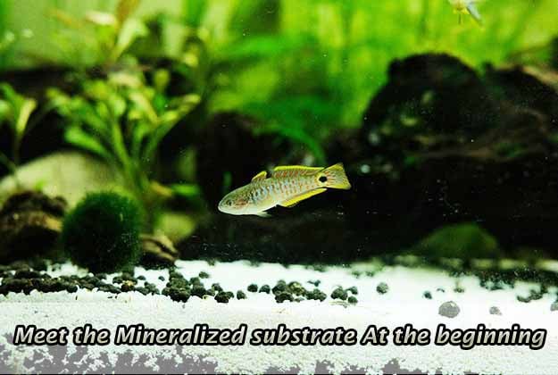 Meet the Mineralized Substrate at the Beginning
